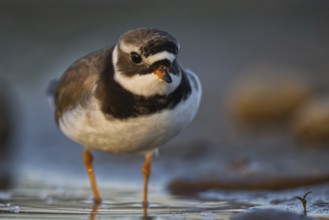 Common Ringed Plover (Charadrius hiaticula) foraging, North Rhine-Westphalia, Germany