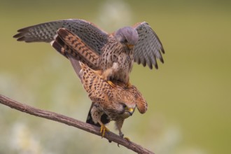 Common Kestrel (Falco tinnunculus) pair mating, perched on a branch, Subotica, Serbia