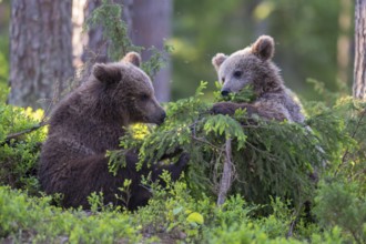 Eurasian Brown Bear (Ursus arctos) two cubs foraging in forest, Finland
