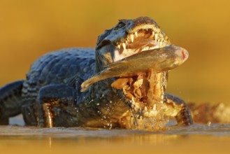 Crocodile catch fish in river water, evening light. Yacare Caiman, crocodile with fish in with open