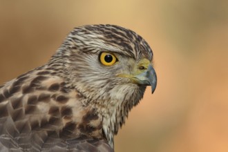 Northern Goshawk (Accipiter gentilis) juvenile, Utrecht, Netherlands