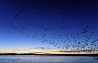 Snow Goose (Anser caerulescens) flying, New Mexico, USA