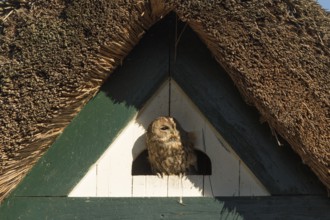 Tawny Owl (Strix aluco), Hamburg, Germany