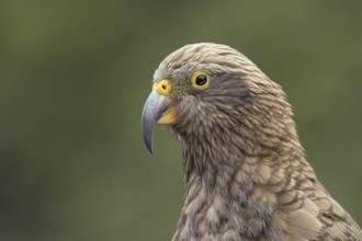 Kea (Nestor notabilis), South Island, New Zealand