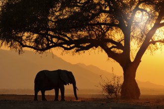 Sunset, Elephant feeding tree branch. Elephant at Mana Pools NP, Zimbabwe in Africa. Big animal in