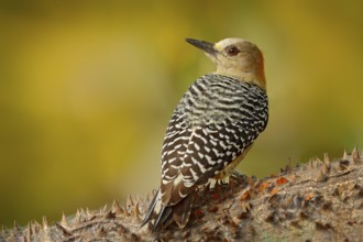 Woodpecker from Costa Rica, Hoffmann's Woodpecker, Melanerpes hoffmanni, sitting on the tree trunk