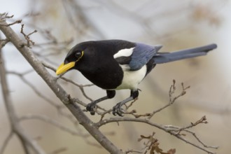 A Yellow-billed Magpie (Pica nuttalli), endemic to California, perched in a deciduous oak tree near