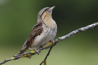 Eurasian Wryneck (Jynx torquilla), Baden-Wuerttemberg, Germany