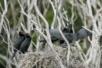 Little Pied Cormorant (Microcarbo melanoleucos) feeding juveniles in nest, North Island, New