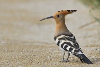 Eurasian Hoopoe (Upupa epops), Camargue, France