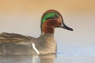 Green-winged Teal (Anas carolinensis) male, British Columbia, Canada