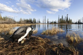 Great Northern Loon (Gavia immer) female, British Columbia, Canada