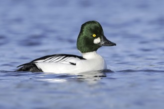 Common Goldeneye (Bucephala clangula) male, British Columbia, Canada