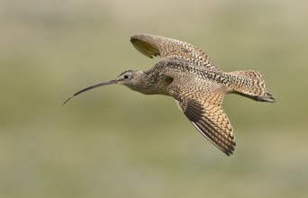Long-billed Curlew (Numenius americanus), Alberta, Canada