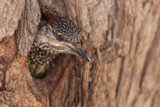 Golden-tailed Woodpecker (Campethera abingoni), Northern Cape, South Africa