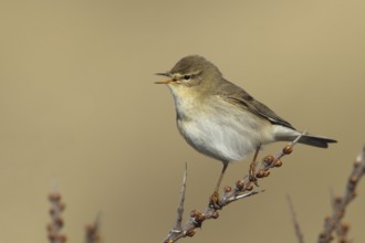 Willow Warbler (Phylloscopus trochilus) male singing, Saxony-Anhalt, Germany