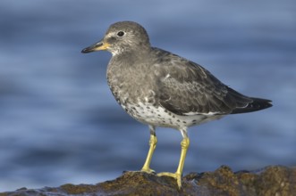 Surfbird (Calidris virgata), British Columbia, Canada