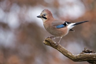 Eurasian Jay (Garrulus glandarius), Saxony-Anhalt, Germany