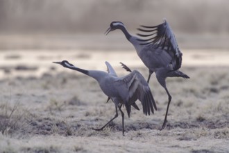 Common Crane (Grus grus) courting, Vaestergoetland, Sweden
