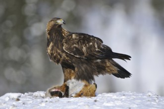 Golden Eagle (Aquila chrysaetos), Norway