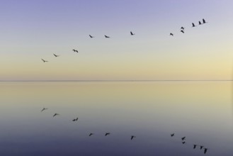 Common Crane (Grus grus) flying, Lower Saxony, Germany