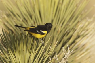 Scott's Oriole (Icterus parisorum) male, California, USA
