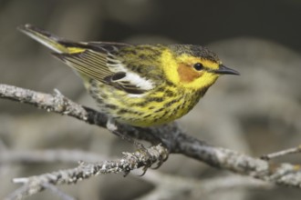 Cape May Warbler (Setophaga tigrina), Manitoba, Canada