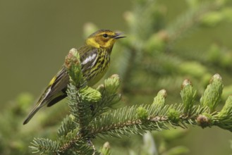 Cape May Warbler (Setophaga tigrina), Manitoba, Canada