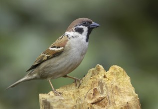 Eurasian Tree Sparrow (Passer montanus) male, Mecklenburg-Western Pomerania, Germany