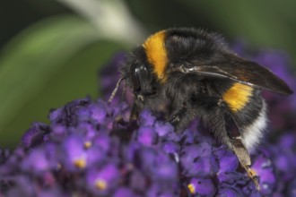 A Large earth bumblebee (Bombus terrestris) sitting on a flower panicle of the Buddleja shrub,