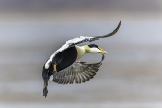 Eider duck (Somateria mollissima), drake flying, duck birds (Anatidae), Aventdalen, Longyearbyen,