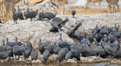 Helmeted guinea fowl (Numida meleagris), flock at the waterhole, Nxai Pan National Park, Botswana