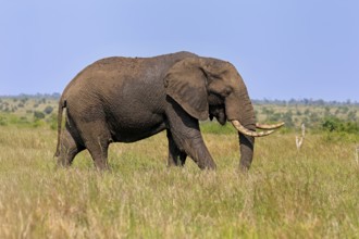 African elephant (Loxodonta africana), adult, foraging, Kruger, Kruger National Park, South Africa