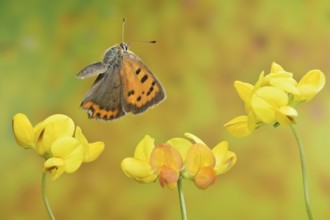 Small copper (Lycaena phlaeas) in flight on the flowers of the horseshoe vetch (Hippocrepis comosa)