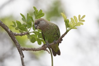 Brown-headed Parrot (Poicephalus cryptoxanthus), South Africa