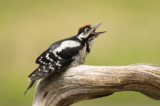 Great Spotted Woodpecker (Dendrocopos major) juvenile begging for food, Smaland, Sweden