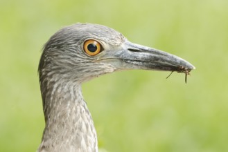 Yellow-crowned Night Heron (Nyctanassa violacea) juvenile with food in its beak, Texas, USA