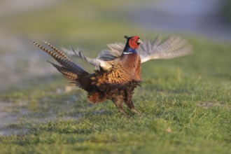 Common Pheasant (Phasianus colchicus) male mating, Lower Saxony, Germany