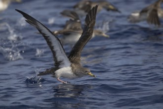 Cory's Shearwater (Calonectris borealis), North Carolina, USA