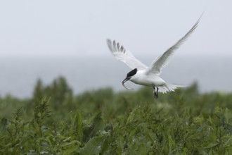 Sandwich Tern (Thalasseus sandvicensis), Scotland, United Kingdom
