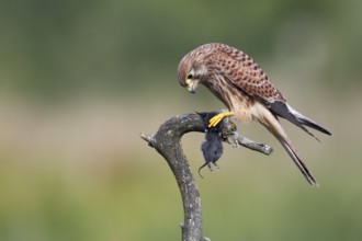 Turmfalke, lat. Falco tinnunculus, Weibchen im Jugendkleid mit einer Maus auf trockenem Ast