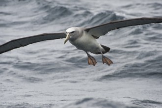 Salvin's Albatross (Thalassarche salvini), New Zealand