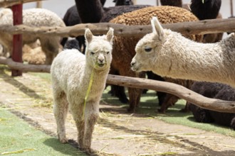 Alpaca and Llama Farm, near Cusco, Peru