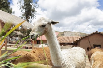 Alpaca and Llama Farm, near Cusco, Peru