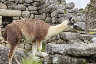 Llama (Lama glama), Machu Picchu, Sacred Valley, Peru