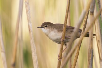 Savi's Warbler (Locustella luscinioides), Vorarlberg, Austria