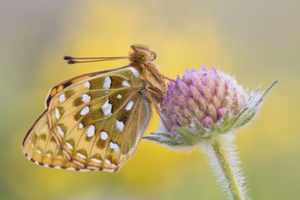 Der Große Perlmuttfalter (Speyeria aglaja)