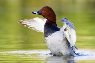 Common Pochard (Aythya ferina) male, Asturias, Spain