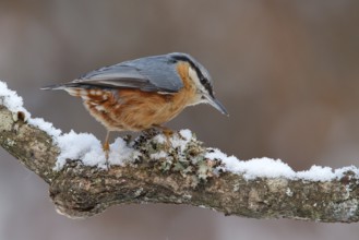 Eurasian Nuthatch (Sitta europaea), Utrecht, Netherlands
