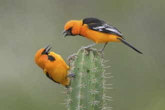 Altamira Oriole (Icterus gularis) quarreling on a cactus, Texas, USA